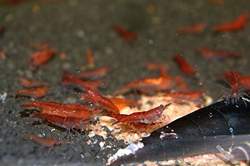 Zierfischtreff.de 5 Red Cherry Garnelen Neocaridina davidi Zierfischtreff.de 5 Red Cherry Garnelen Neocaridina davidi von Zierfischtreff.de