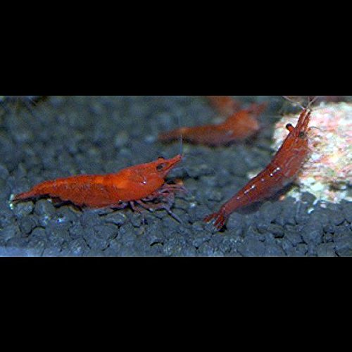 Zierfischtreff.de Red Cherry BZW. Red Fire Garnelen, 10 Stück + 5 Mooskugeln gratis 2-4 cm Zierfischtreff.de Red Cherry BZW. Red Fire Garnelen, 10 Stück + 5 Mooskugeln gratis 2-4 cm von Zierfischtreff.de