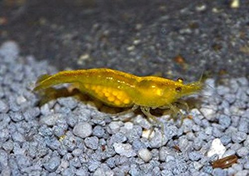 Zierfischtreff.de Yellow Fire Garnele - Neocaridina, 10 Stück + 5 Mooskugeln GRATIS Zierfischtreff.de Yellow Fire Garnele - Neocaridina, 10 Stück + 5 Mooskugeln GRATIS von Zierfischtreff.de