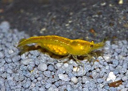 Zierfischtreff.de Yellow Fire Garnele - Neocaridina, 10 Stück + 5 Mooskugeln GRATIS von Zierfischtreff.de