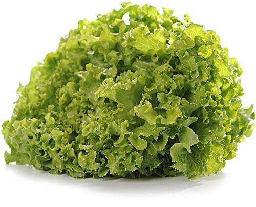 Salat Batavia rot/grün 2 x 1 Stk von amorebio