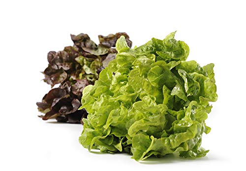 Obst & Gemüse Bio Salat Eichblatt rot/grün samenfest (6 x 1 Stk) von amorebio