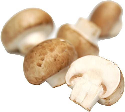 amorebio Stein-Champignon braun/weiß (1 x 6000 gr) von amorebio