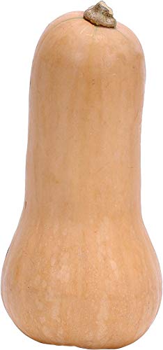 Kürbis Butternut 6 x 1 kg von amorebio