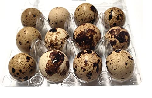 Wachteleier 12 Stück rohe frische Wachtel Eier leckere Delikatesse Speiseeier 120g Wachteleier 12 Stück rohe frische Wachtel Eier leckere Delikatesse Speiseeier 120g von bick.shop