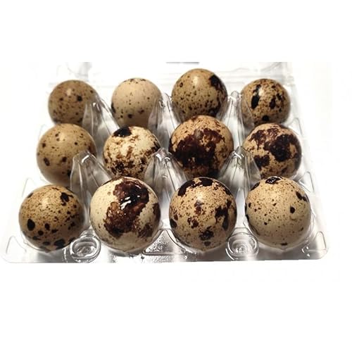 Wachteleier 24 Stück rohe frische Wachtel Eier leckere Delikatesse Speiseeier 240g Wachteleier 24 Stück rohe frische Wachtel Eier leckere Delikatesse Speiseeier 240g von bick.shop