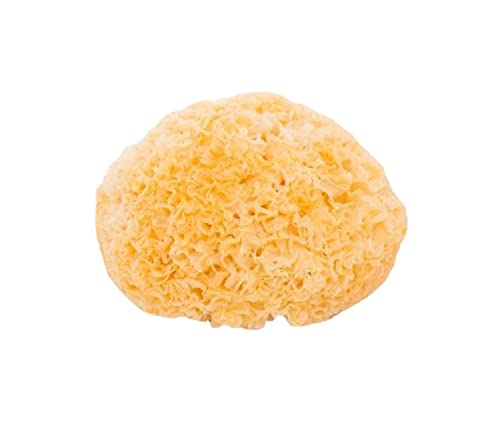 Tremella Dry Goods Selection Ohne künstliche Zugabe von Schwefel Hässliches Ohr 250g geladen mit neuem Tremella Soft Glutinous Tremella Dry Goods Selection Ohne künstliche Zugabe von Schwefel Hässliches Ohr 250g geladen mit neuem Tremella Soft Glutinous von cn herb