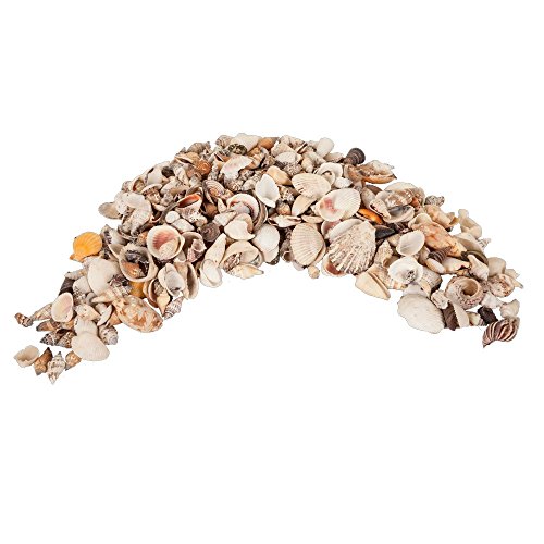 Echte Muscheln gemischt im Netz 2 kg - Muschelmix - Deko Muscheln - maritime Dekoration Echte Muscheln gemischt im Netz 2 kg - Muschelmix - Deko Muscheln - maritime Dekoration von Props4shows