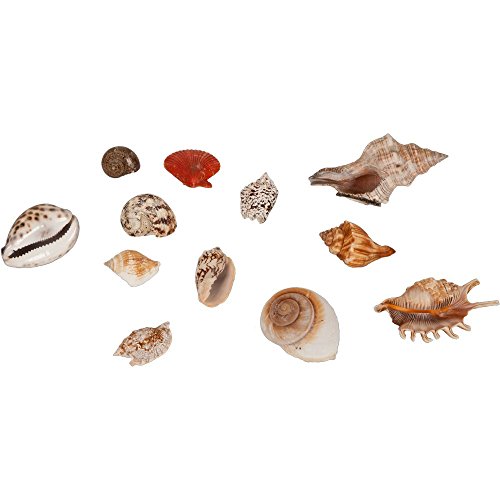 Echte Muscheln im Korb 600 bis 700 g - Deko Muscheln - Muschelmix - maritime Dekoration Echte Muscheln im Korb 600 bis 700 g - Deko Muscheln - Muschelmix - maritime Dekoration von decopartners.eu