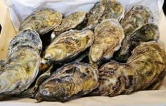 Frische irische Austern 25 Stück Austern aus Irland frisch 2 Dutzend Oysri von delishopper.de - Der Fischemarkt im Netz