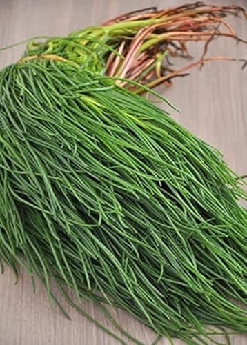 Agretti Salsola soda Meeresspargel Salzkraut ital. Spezialität 50 Samen von exoticsamen.com PREMIUM QUALITY SEEDS