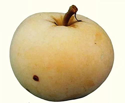 Apfelbaum Beloe Astrachanskoe, Sommerapfel, veredelte Apfelbaum ca. 180 cm. Белое Астраханское von gimolost