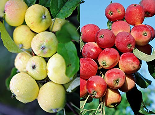 Duo Apfel Kitajka, Zwei Sorten Mini-Apfel Baum Ca.200 cm. Uralskoe Nalivnoe+Gruschovka Omskaj Duo Apfel Kitajka, Zwei Sorten Mini-Apfel Baum Ca.200 cm. Uralskoe Nalivnoe+Gruschovka Omskaj von gimolost