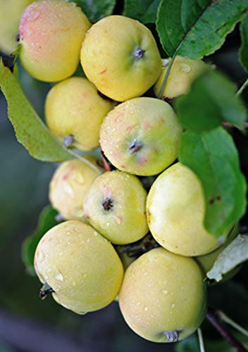 Miniapfel Gold Kitaika, Apfelbaum Uralskoe nalivnoe, Китайка Золотая Miniapfel Gold Kitaika, Apfelbaum Uralskoe nalivnoe, Китайка Золотая von gimolost