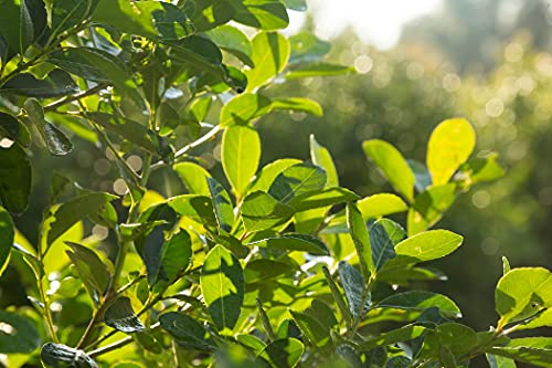 Mate Strauch - Ilex Paraguariensis - 20 Frische Samen - Für den berühmten Mate Tee Mate Strauch - Ilex Paraguariensis - 20 Frische Samen - Für den berühmten Mate Tee von nicht verfügbar