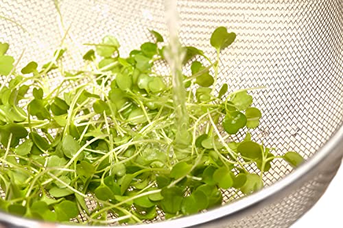 100 gr BIO-Ruca/Salatrauke/Rucola Saatgut für Keimsprossen | Sproutings | Verschiedene Sorten wählbar | Sprossen (BIO-Ruca / Salatrauke) von prademir