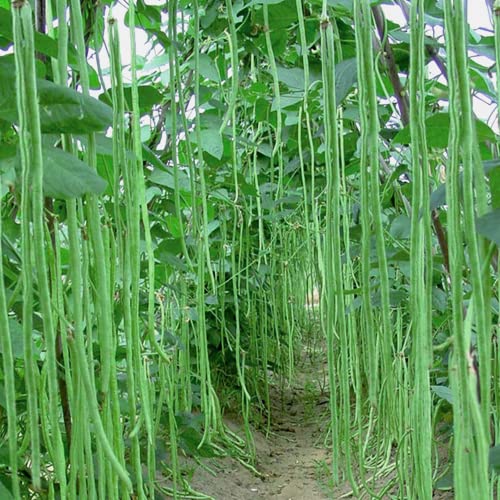 Prademir – Meterbohne Samen/Spargelbohne Samen – 50x Bohnensamen handverlesen aus Portugal – Bohnensaat mit hoher Keimrate für Garten, Gewächshaus & Terrasse – 100% Natursamen ohne Chemie Prademir – Meterbohne Samen/Spargelbohne Samen – 50x Bohnensamen handverlesen aus Portugal – Bohnensaat mit hoher Keimrate für Garten, Gewächshaus & Terrasse – 100% Natursamen ohne Chemie von prademir