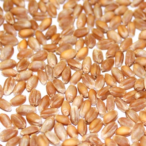 BIO Weizen 25kg - direkt vom Bauernhof - aus kontrolliert biologischem Anbau von qdwq-US