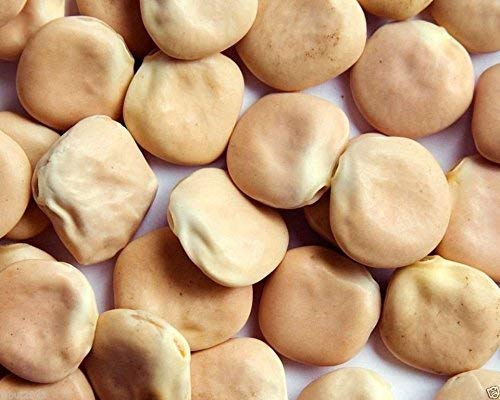100 Seeds - Lupini Beans Seed Sweet Lupini (Lupinus Albus) wächst italienischen nationalen Snack! von seedsown