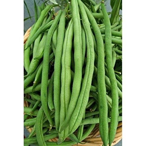 Keimfutter: Grüne Bohnen-Samen: Kentucky Wonder Pole Beans 100+ Certified Organic Seeds Frische Keimfutter: Grüne Bohnen-Samen: Kentucky Wonder Pole Beans 100+ Certified Organic Seeds Frische von seedsown