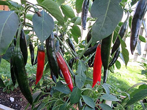 Samen Keimung: 50 - Seeds: Prik Chi FAA Hot Pepper Seeds - perfekt für Aufpeppen Suppen, Saucen, Curries von seedsown