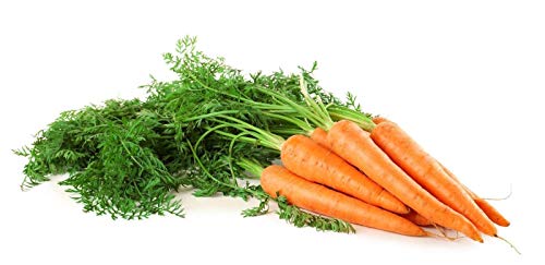 - Thlaspi Stylosum Seeds - Thlaspi Stylosum Seeds von seedsown