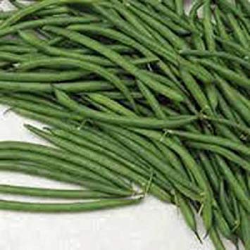 seedsown Bean, Burpee Stringless Grüne Bohne, Erbstück, Bio 100+ Samen Delicious Bean seedsown Bean, Burpee Stringless Grüne Bohne, Erbstück, Bio 100+ Samen Delicious Bean von seedsown