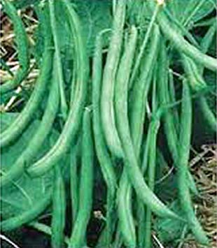 seedsown Bean, Burpee Stringless Grüne Bohne, Erbstück, Bio 20+ Samen Delicious Bean seedsown Bean, Burpee Stringless Grüne Bohne, Erbstück, Bio 20+ Samen Delicious Bean von seedsown