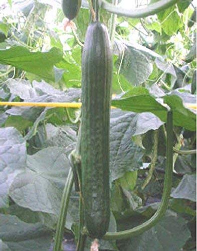 seedsown Bean, Romano Pole Grüne Bohne, Erbstück, Organisch, 100+ Samen, Bohnen, Samen seedsown Bean, Romano Pole Grüne Bohne, Erbstück, Organisch, 100+ Samen, Bohnen, Samen von seedsown