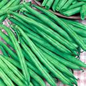 seedsown Bean, Tendergreen Bush, Erbschaft, Bio 500+ Samen, wohlschmeckendes und gesundes von seedsown