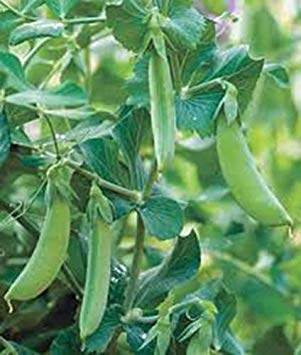 seedsown Erbsensamen, Früh Alaska, Erbschaft, Bio, Nicht ohne Gentechnik, über 100 Samen, Große Erbsen seedsown Erbsensamen, Früh Alaska, Erbschaft, Bio, Nicht ohne Gentechnik, über 100 Samen, Große Erbsen von seedsown