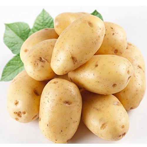 seedsown Kartoffelsamen Anti-Falten-Ernährung Grün Gemüse für Hausgärten Pflanzkartoffelsamen Absorbieren Radiation 10 Samen/Packung seedsown Kartoffelsamen Anti-Falten-Ernährung Grün Gemüse für Hausgärten Pflanzkartoffelsamen Absorbieren Radiation 10 Samen/Packung von seedsown