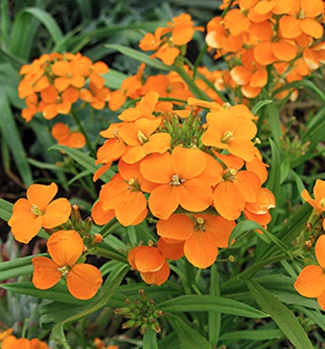 seedsown Keimfutter: 10 Termine Samen Obstbaum-Samen Leckere Bio Rare RoTab süße gelbe brownis seedsown Keimfutter: 10 Termine Samen Obstbaum-Samen Leckere Bio Rare RoTab süße gelbe brownis von seedsown