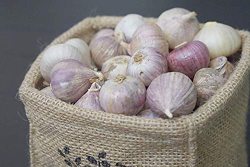 seedsown Keimfutter: 100 G einzelne Birne Form der Elephant Knoblauch für Kochen, Essen Thai Kräuter Schiff frei seedsown Keimfutter: 100 G einzelne Birne Form der Elephant Knoblauch für Kochen, Essen Thai Kräuter Schiff frei von seedsown