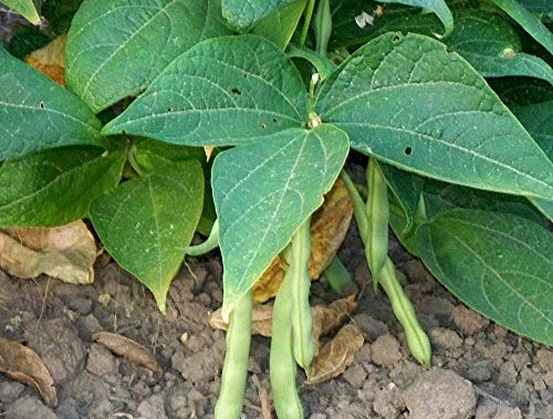seedsown Louisiana Kleine rote Bohnen Feldbuschbohne Erbstück Garten Gemüse - 25 Samen seedsown Louisiana Kleine rote Bohnen Feldbuschbohne Erbstück Garten Gemüse - 25 Samen von seedsown