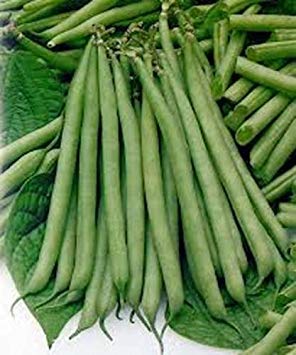 seedsown Slenderette Buschbohne Samen, Nicht ohne Gentechnik, Bio 500+ Samen, große Verkostung gesund seedsown Slenderette Buschbohne Samen, Nicht ohne Gentechnik, Bio 500+ Samen, große Verkostung gesund von seedsown