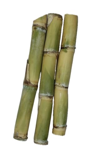 Frisches Zuckerrohr – 2 kg | Ideal für Zuckerrohrsaft und zum Kauen | Naturprodukt 20-40 cm Stücke Frisches Zuckerrohr – 2 kg | Ideal für Zuckerrohrsaft und zum Kauen | Naturprodukt 20-40 cm Stücke von supercane