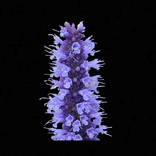 KOREANISCH MINT LICORICE 100 SEEDS Agastache Rugosa Erbstück NON-GMO Tee Herb Bees von SVI