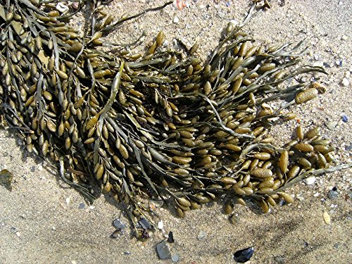950 g BIO Ascophyllum nodosum Knotentang, gemahlen, Lebensmittelqualität DE Öko 007 950 g BIO Ascophyllum nodosum Knotentang, gemahlen, Lebensmittelqualität DE Öko 007 von Seafood