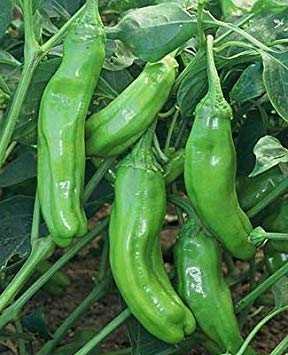 125 Seed of Golden Greek Pepperoncini - Hot Peppers 125 Seed of Golden Greek Pepperoncini - Hot Peppers von vegherb