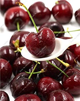 7: Bunte Kirsch Seed Außen Bonsai Pflanze Seltene Kuchen und Süßwaren No-GMO Big Kirschfrucht Hoch Germination Kinder 30 PC-7 7: Bunte Kirsch Seed Außen Bonsai Pflanze Seltene Kuchen und Süßwaren No-GMO Big Kirschfrucht Hoch Germination Kinder 30 PC-7 von vegherb