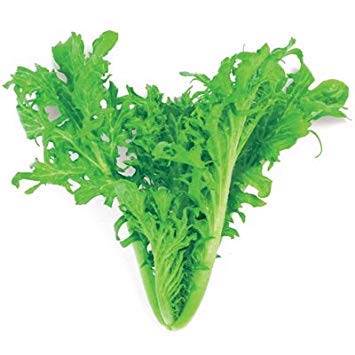 vegherb 1 Gramm Samen der würzigen grünen Senf vegherb 1 Gramm Samen der würzigen grünen Senf von vegherb
