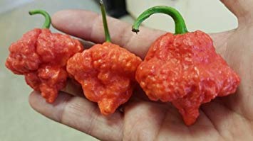 vegherb 1 Päckchen Ma Wartyx Variant Chile Samen Capsicum Chinense vegherb 1 Päckchen Ma Wartyx Variant Chile Samen Capsicum Chinense von vegherb