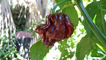 vegherb 10+ Seeds of Trinidad Schokolade Scorpion Capsicum Chinense vegherb 10+ Seeds of Trinidad Schokolade Scorpion Capsicum Chinense von vegherb