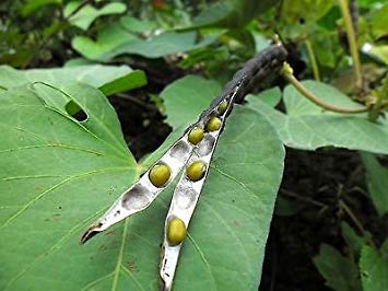 vegherb 10 Samen Mungbohne Brei Bean Munggo Grün Soy Vigna Radiata F96 Köstliche Sprout vegherb 10 Samen Mungbohne Brei Bean Munggo Grün Soy Vigna Radiata F96 Köstliche Sprout von vegherb
