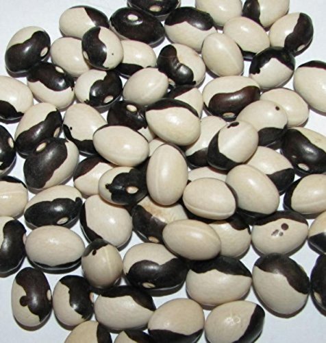 vegherb 100 + Certified Organic Calypso Buschbohne Samen ~ Orka Bohnen ~ Yin Yang vegherb 100 + Certified Organic Calypso Buschbohne Samen ~ Orka Bohnen ~ Yin Yang von vegherb