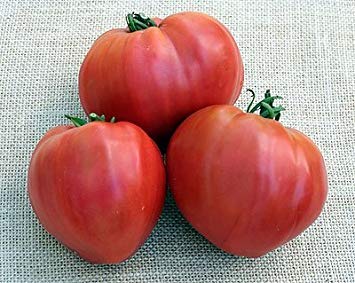 vegherb 1000 Samen der Kosovo - Tomaten Oxhearts vegherb 1000 Samen der Kosovo - Tomaten Oxhearts von vegherb