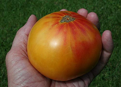 vegherb 1600 Samen der altdeutschen Tomate vegherb 1600 Samen der altdeutschen Tomate von vegherb