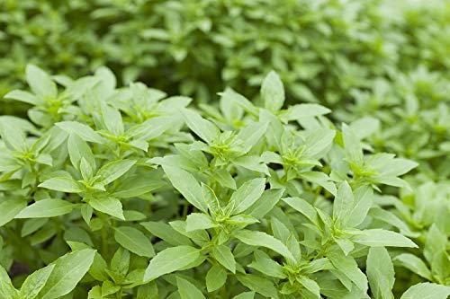 vegherb 1oz Thai-Basilikum-Samen ~ 21,000Ct Wholesale ~ Anis Aroma ~ East Asian Food vegherb 1oz Thai-Basilikum-Samen ~ 21,000Ct Wholesale ~ Anis Aroma ~ East Asian Food von vegherb