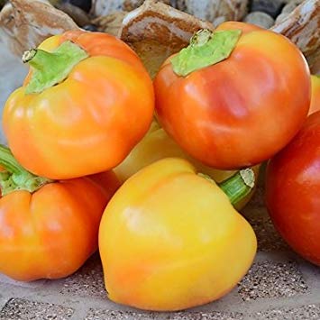 vegherb 2 Gramm Samen der Alma Paprika-Pfeffer Konventionelle & Bio vegherb 2 Gramm Samen der Alma Paprika-Pfeffer Konventionelle & Bio von vegherb